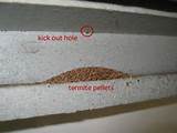 Images of Termite Hole In Drywall
