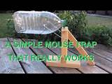 Mouse Trap Hot Dog Pictures