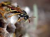Paper Wasp Exterminator Images