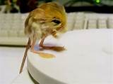 Images of Jerboa Rodent
