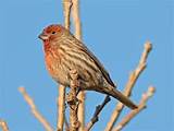 What Is A House Finch Photos