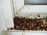 Photos of Termites Window Sill