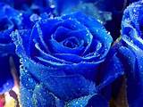 Blue Rose Flower Images Images