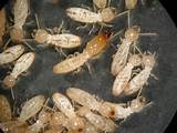 Indian Termites Images
