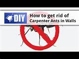 Photos of Carpenter Ant Control