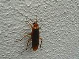 Cockroach Control Raid Images