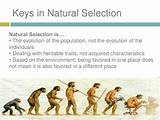 Natural Selection Theory Of Evolution Photos