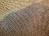 Pictures of Wet Carpet Basement Mold