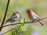 Images of House Finch In Florida