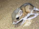 Kangaroo Rat Photos