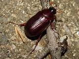 Cockroach Vs Beetle