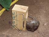 Photos of Rat Poison Traps