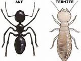 Images of Ant Termite Comparison