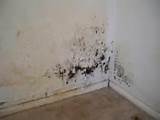 Pictures of House Mold Removal