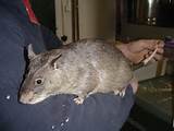 Gambian Pouched Rat Images
