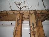 Water Damage Vs Termite Damage Photos