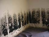 Under House Mold Removal Images