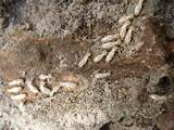 Termite Control Definition Photos