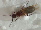 Images of Winged Termite In House