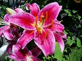 Pink Tiger Lily Flower Pictures
