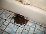 Black Termite Droppings Pictures