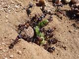 Pictures of Habitat Of Fire Ants
