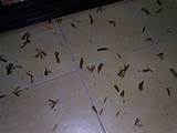 Are Termites Attracted To Light