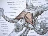 Images of Muscle Exercises Anatomy