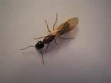 Pictures of Winged Ant Or Termite