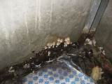 Dangerous Mold In Home Images