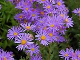 Photos of Aster Flower Pictures