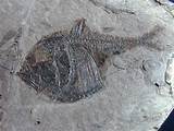 Rare Fossils Images