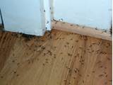 How To Know If You Have Termite Damage Photos