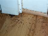 Seeing Termites In House