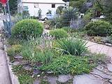 Pictures of Landscape Front Yard Design Ideas