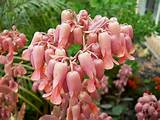 Flowering Succulents Pictures Pictures