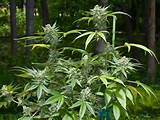 Images of How To Grow Big Marijuana Plants