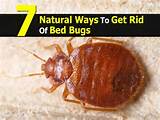 All Natural Ways To Get Rid Of Bed Bugs