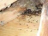 Carpenter Ants Nest Picture