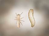 Photos of Termite Larvae Photos