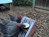 Water Heater For Chickens Pictures