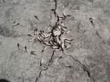 Termite Swarmers Season Images
