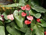 Anthurium Flower Pictures Pictures