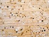 What Does Termite Damage Look Like On Sheetrock Pictures