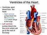 Photos of Pumps Blood To The Pulmonary Trunk