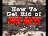 Pictures of Fire Ants Youtube
