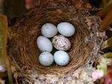 Photos of House Finch Eggs Color