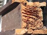 Buying A House With Termite Damage Photos