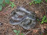 Photos of Gray Rat Snake