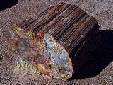 Fossilized Wood For Sale Images